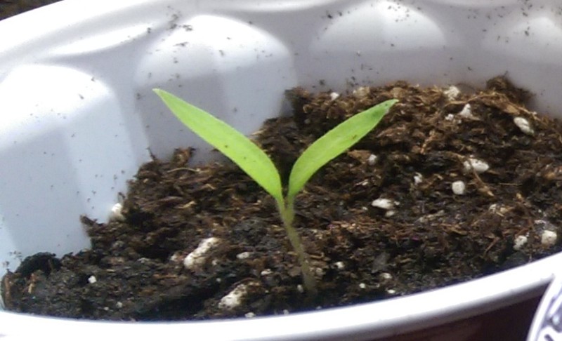 Cotyledons