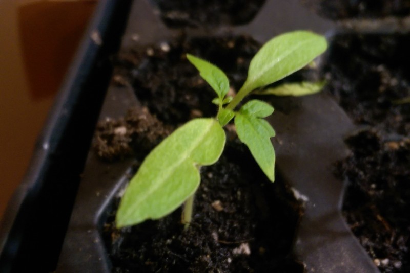 True leaves