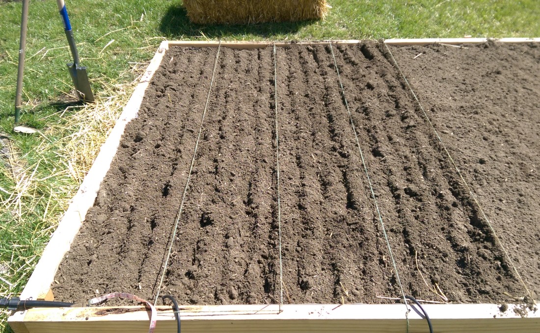 Sown wheat